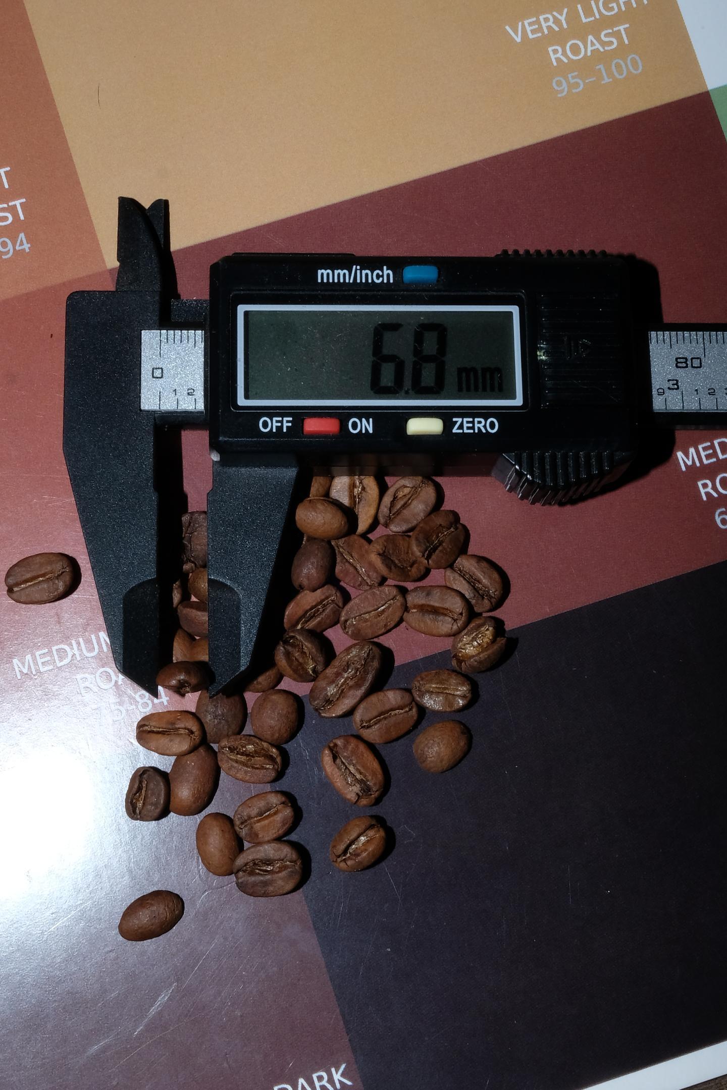 Queensland Coffee Berries Bean Size